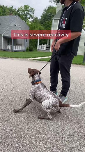 Leash Reactivity #gsp #pointer #DogTraining #DogTrainer #ReactiveDog #LaoisReactivity #DogWalk #ForYou #FYP #DogBite #BestSeatInTheHouse #dogtips
