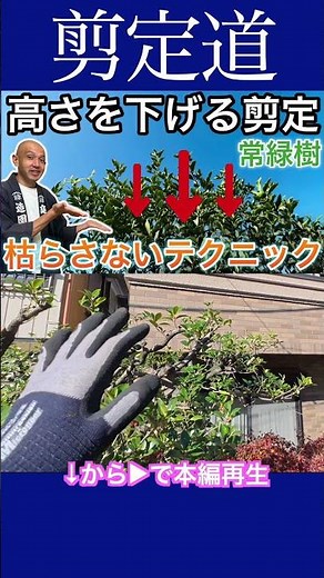 Pruning to reduce height: A detailed explanation for those who don't want to kill their trees - E...