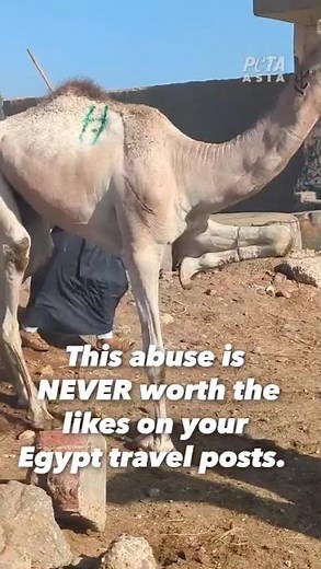 If you think camel rides are harmless, think again 💔