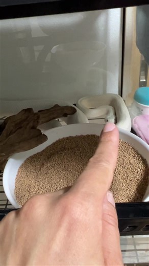 Understanding Pet Snake Behavior and Care Tips