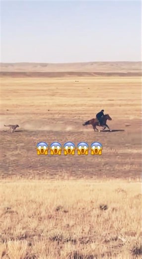 ❌ Caught on iPhone! Wolves Chasing a Horseman in the Steppe!