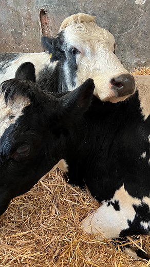🐄Feeling stressed? Cuddle a cow. That’s what Dumble Farm in East Yorkshire recommends. Fiona Wilson and her co-farmers started offering the cuddling sessions this year when it became obvious that the economic difficulties of modern dairy farming had become untenable. The farm prepared the cows for months before inviting customers to come and cuddle them -- and the cows appeared happy to oblige. The experience, which also includes educational activities on conservation and sustainable farming, d