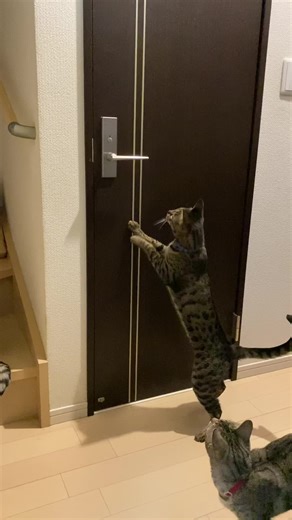 Playful Cats Trying to Open a Door