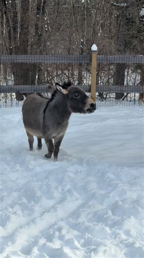 This little donkey has gone from shut down and reluctant to show his personality to… this 😂😂😂 wait til the end | Home At Last Farm Mini Horse & Donkey Rescue