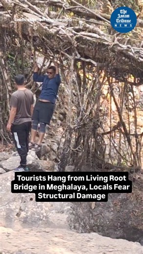 A few tourists were seen hanging from a living root bridge and performing pull-ups in Meghalaya, drawing sharp reactions from locals who fear the act could damage the centuries-old natural structure. A video of the incident has been circulating on social media. Locals say that the living root bridges are fragile, bio-engineered structures formed over decades, and any undue stress on the roots could weaken them over time. The video was uploaded on an Instagram account, Softender Meghalaya, where 