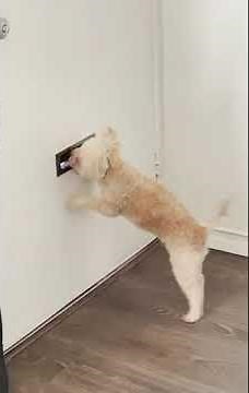 Dog Furiously Tears Up Mail Coming in Through Letterbox Slot - 1168989