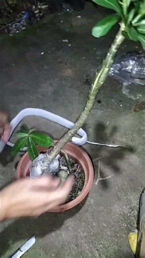 Amazing Adenium Design |Adenium Growing Method