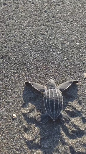 295K views · 5K reactions | What kind of sea turtle is this? Loggerhead, Green, Olivine, Leatherback? #learn #connect #defend #oceandefender | OCEAN DEFENDER - Hawaii | Facebook