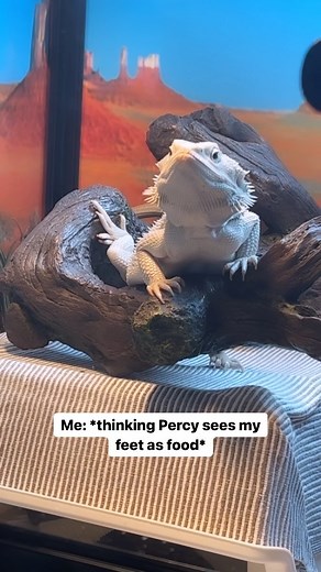Percy the Bearded Dragon 🦎🔱 on Instagram: "I guess that settles it 🤷🏼‍♀️ Most common question I get asked is if he is getting a lady or partner - the short answer is no. Bearded dragons should never be housed together and they are solitary animals… & Percy is already a handful for me 😂 #hypozero #percythebeardie #gizmotheleo #reptile #reptiles #reptilesofinstagram #snake #lizard #reptilelover #gecko #pet #animals #nature #lizardsofinstagram #lizards #pets #exoticpets #animal #reptilekeeper 
