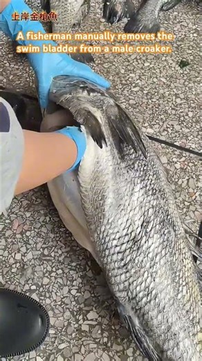 渔民徒手取一条公𩾃鱼的鱼鳔。 A fisherman manually removes the swim bladder from a male croaker.
