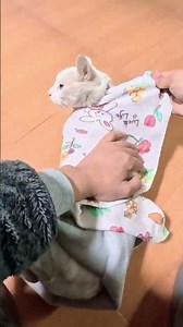 DIY Cat Wrap Tutorial, Evil White Zero Cat Wrapping Strips. #CatWrap #NewTypeOfCatCuddling