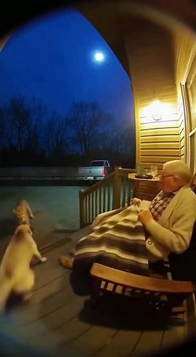 Dog Saves Man from Cheetah Attack in Intense Footage