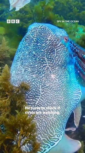 65K views · 711 reactions | The mating techniques of these cuttlefish is MESMERISING SPY IN THE OCEAN: Go deep beneath the waves – on a spy mission to the depths of the ocean. Amazing hidden cameras give incredible perspectives on the ingenious creatures that call it home. #Nature #Animals #Ocean #Sea #Fish #Throwback | BBC One | Facebook