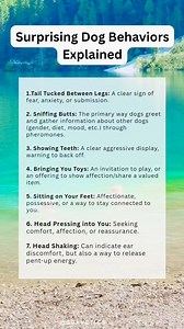 🐾 Ever wonder why your dog suddenly does that vigorous head shake? It's not always about their ears! 🤯 #DogBehavior #DogHealth #DogCareTips #PetFacts #DogLife | Gravetics
