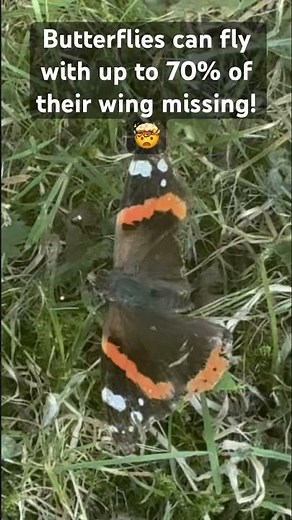Insane Resilience: Red Admiral Butterfly with HALF A WING! 🦋 #wildlife #interestingfacts