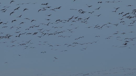 Now that's a sedge of cranes – Sandhill Cranes flock by the thousands to southern Wisconsin each fall, and you can join in the celebration during next month's Great Midwest Crane Fest from Nov. 10 to 11 in Baraboo! What should you expect during the festival? 🍂 Wisconsin's largest crane congregation 🍂 Guided tours 🍂 Presentations 🍂 And more! View the festival schedule and register > bit.ly/gmcranefest 📹 Sandhill Cranes flock on the Wisconsin River by Ted Thousand | International Crane Founda