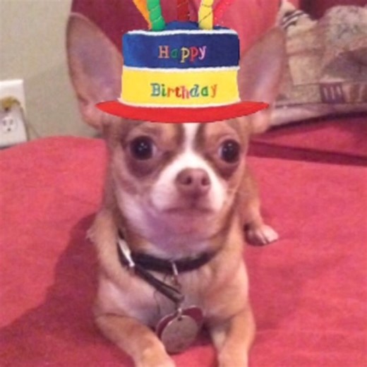 (@Jean Cook) Happy birfday Kobi the furbaby😂🐶🐾❤️ | Choco the Macho Chihuahua