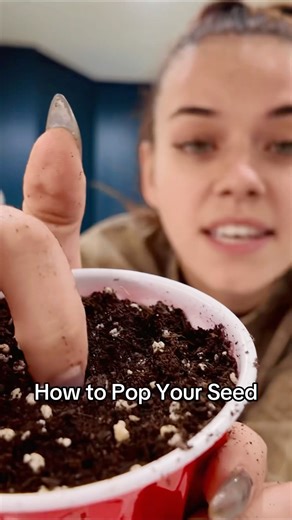 Paper towel method for your seeds 🤩