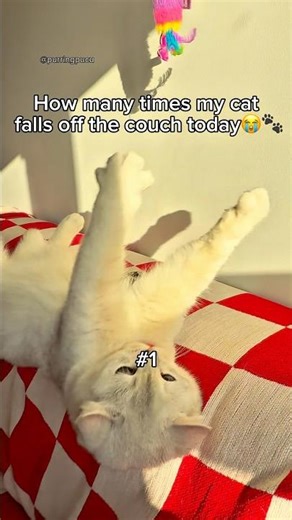 Cat Falls Compilation (all in one day)