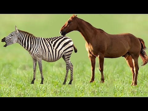 Horse and zebra mating