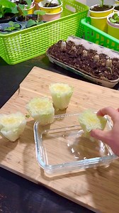 1.2K views · 983 reactions | Regrowing Tips:  Cut the root end of the romaine lettuce about 2 inches from the base. Place the cut end in water, ensuring the root part is submerged, while enjoying the leafy portion. Once you see new growth sprouting from the base, transfer it into a pot with soil for continued regrowth. #regrow #replanting #romainelettuce 塞 #gardeningtips | Che Thompson | Facebook