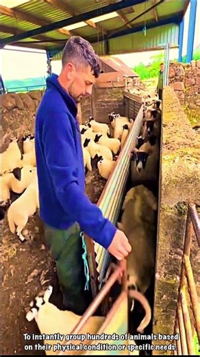 Gate Control: Dextery in Sorting Sheep Colony