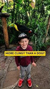 This Bird Is More Clingy Than a Puppy! #toucan #animalfacts #cuteanimals #birdlover #shorts