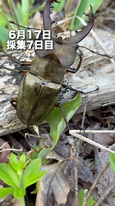 6月17日採集7日目。樹液採集で耳状突起が太い72.8ミリゲット。 #ミヤマクワガタ #ミヤまっくす #樹液採集 #ミヤマクワガタ発見