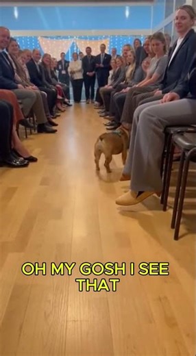 He Walked Past Everyone… 🥹🐾 French Bulldog Adoption Moment