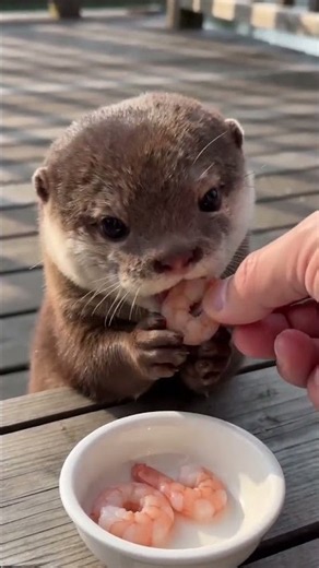 Baby otter #otter #cute