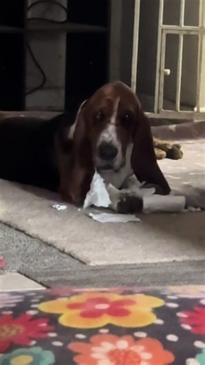 Got caught… no regrets 🤣🤣 #mykidshavepaws #dogsoftiktok #devil #funny #smiles