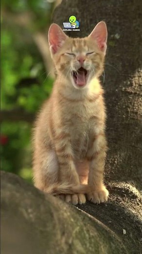 “How are kittens born?”