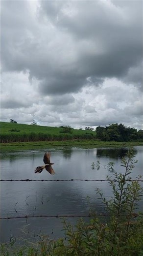 this man made pond fills up with rain water. its the first time I've seen it overflow.
