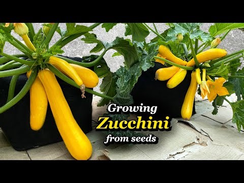 Growing Zucchini from Seed to Harvest in Grow Bags