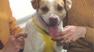 Push to change animal abuse laws in NY