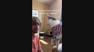 Cat Slaps Man in the Face