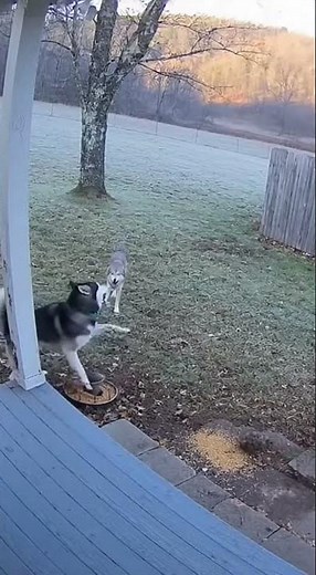 Hero Dog Defends Chickens from Coyote Attack | Husky vs. Coyote Showdown