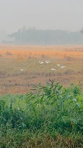 217K views · 13K reactions | শুভ সকাল। 囹囹 | Pavel Ahammed | Facebook