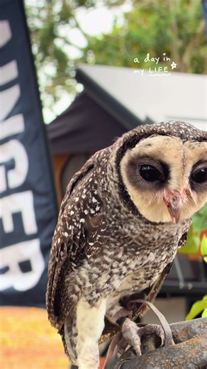 Meet Onyx the Sooty Owl So cool 👏🏽 #australia #owl #outdoors #aussiethings #aussie @Wildlife unleashed 🐍