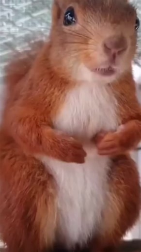 #ardilla #squirrel #burping #funny #enjoy