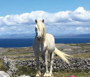 AranLife helps protect biodiversity in the Aran Islands