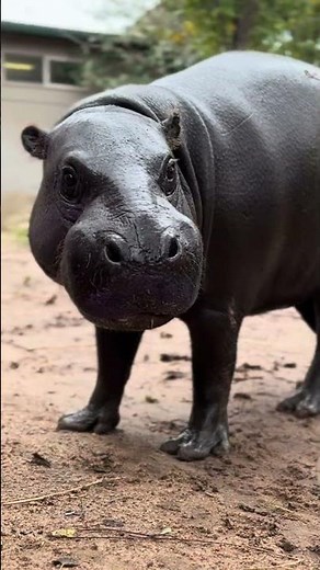 Excuse the purple on Pluto, he just finished painting a masterpiece. #pygmyhippo #mars #kansas