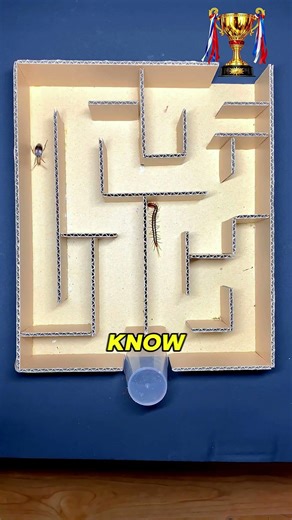 Centipede vs Beetle Maze Race | Who Wins?