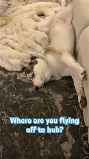 A husky flying off to a great adventure #husky #huskies