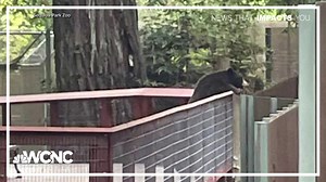 Wild bear sneaks into California zoo for a friendly visit