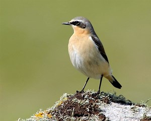 Wheatear - Alchetron, The Free Social Encyclopedia
