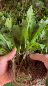 1.2M views · 10K reactions | Cây con gửi síp đi các tỉnh để khách trồng đây ạ. Rễ dài khoẻ lắm luôn. | Bếp và Vườn Cô Nhung | Facebook