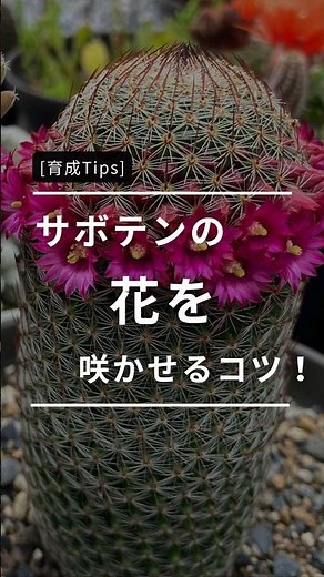 サボテンの花を咲かせるコツ🌵 #サボテン #サボテンの花