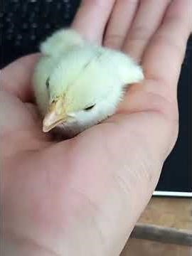 Watch This Baby Chick Grow in Seconds!