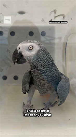 More than 350 Birds in Unsanitary Conditions Seized From Baltimore Exotic Pet Shop